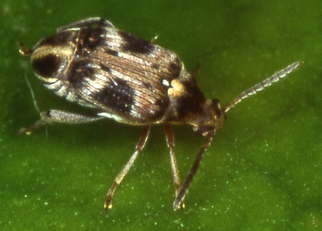 limbatus, CC BY 2.0 <https://creativecommons.org/licenses/by/2.0>, via Wikimedia Commons